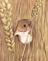 Harvest Mouse print from painting by Isabel Clark